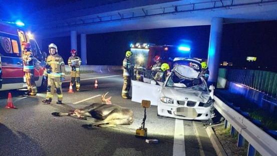 Łoś na ekspresówce. Niebezpieczny wypadek w Głuchowie
