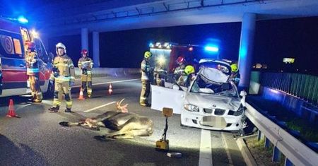 Łoś na ekspresówce. Niebezpieczny wypadek w Głuchowie
