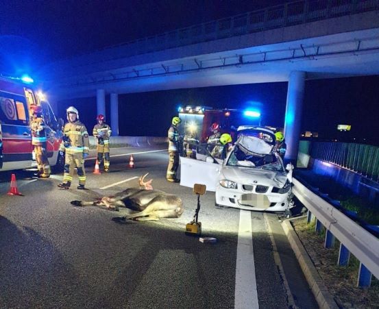 Łoś na ekspresówce. Niebezpieczny wypadek w Głuchowie