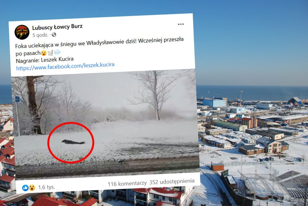 Foka w śniegu we Władysławowie