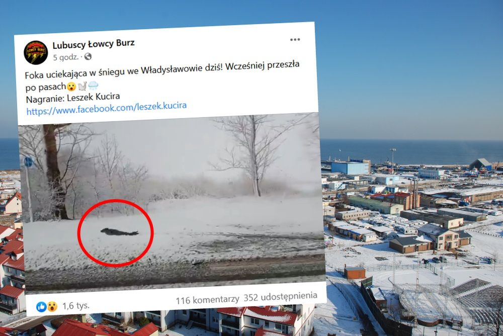 Foka na spacerze we Władysławowie. "Przeszła po pasach"