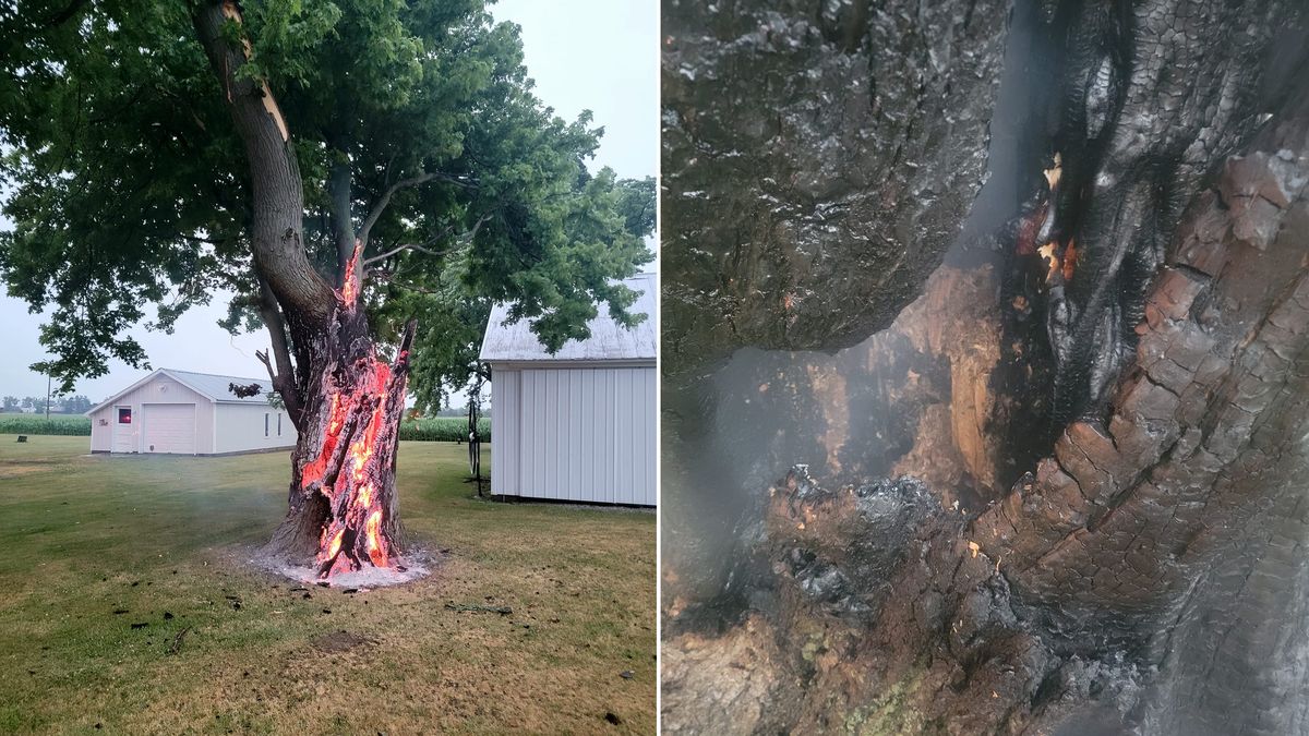 Piorun uderzył w drzewo. Potem stało się to. Strażacy bezradni