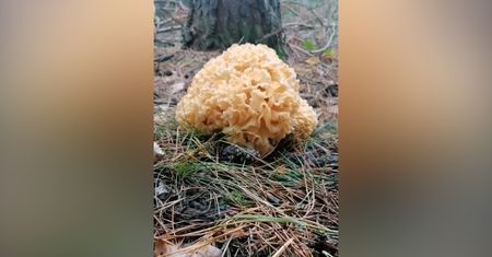 Carbonara z nieoczekiwanym dodatkiem. Nadleśnictwo Zamrzenica pokazuje przepis