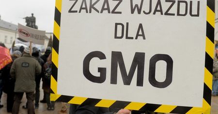 Polska strefą wolną od upraw GMO. Tego chce resort środowiska