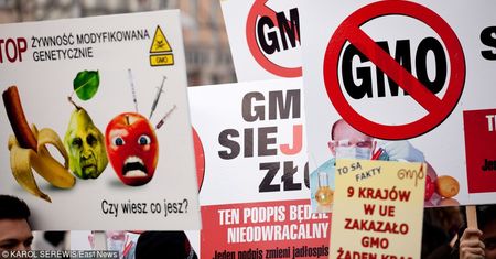 Polska wolna od GMO. Powstaną specjalne strefy pod uprawy modyfikowane