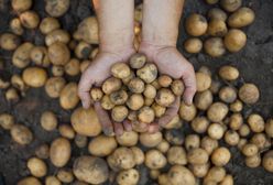 Młode ziemniaki – nie daj się oszukać! Jak je kupić, by się nie naciąć?