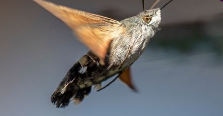 Rozmnażają się w Polsce. Zachowaj spokój, gdy się zbliżą