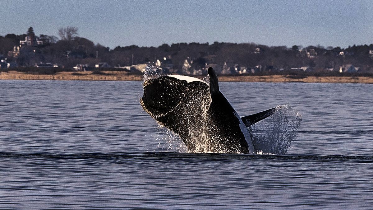 Cape Cod Bay, MA - March 13: A North Atlantic right whale breaches in waters off of Provincetown/Truro. (Photo by Stan Grossfeld/The Boston Globe via Getty Images) NOAA permit 25740-02