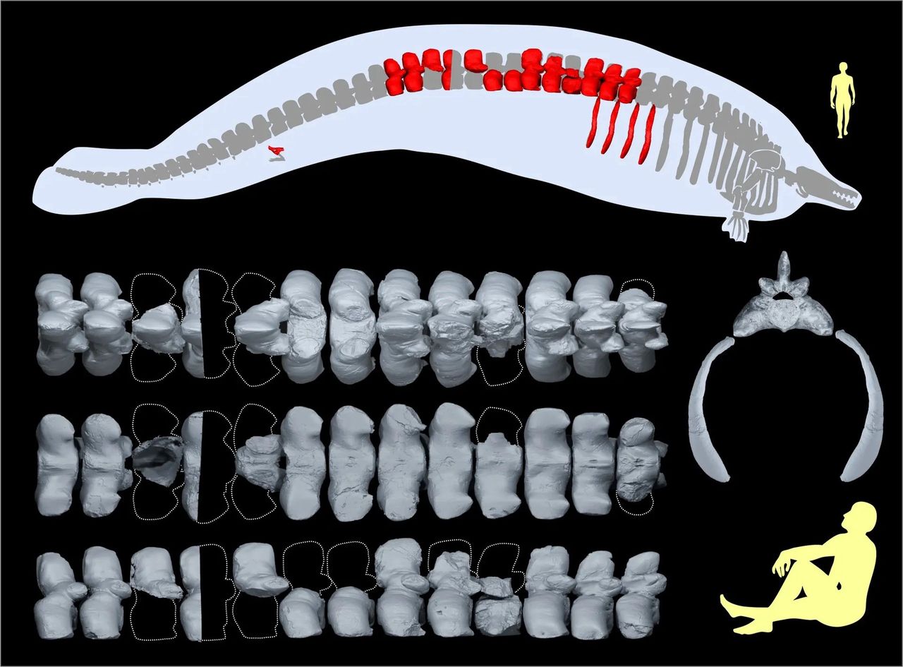 "Discovered bones of the whale Perucetus colossus (in red)"