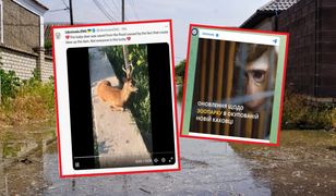 Serce pęka. W zoo zginęły prawie wszystkie zwierzęta