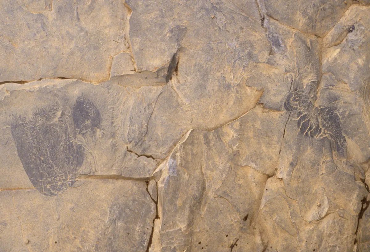 Jellyfish traces on the stones