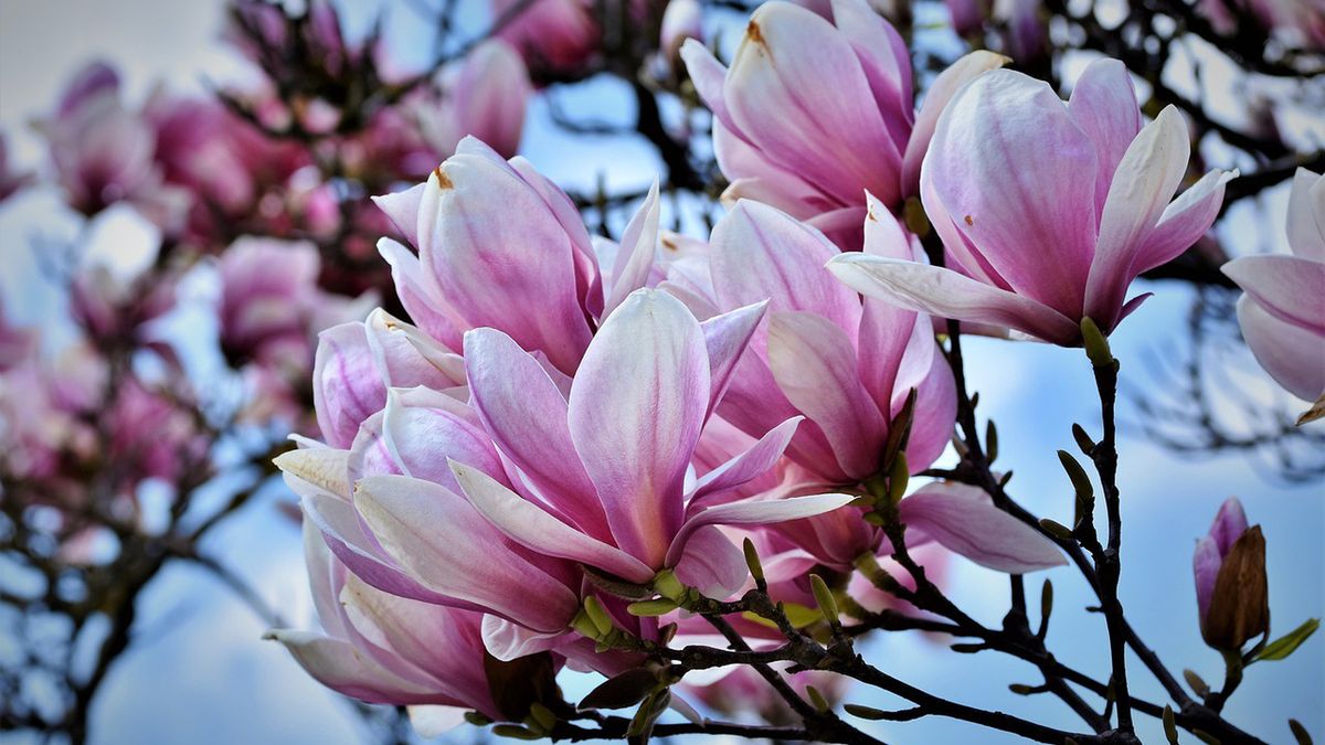Magnolie w tym roku zakwitły bardzo wcześnie. 