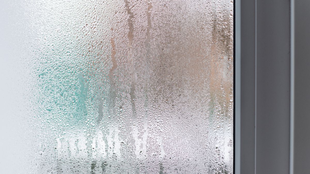 Skrzydłokwiat pozwoli się pozbyć wilgoci z okien