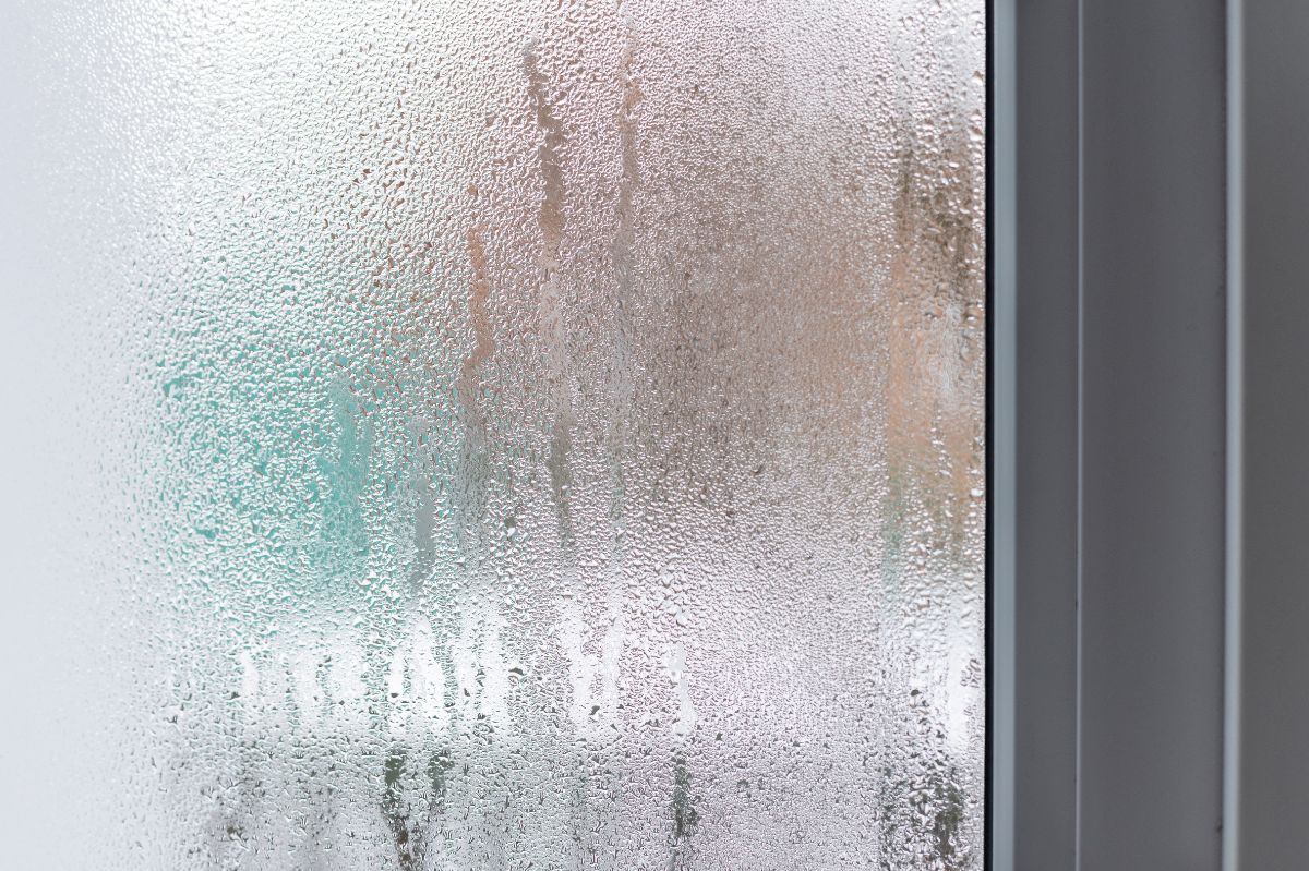 Say goodbye to mold: Meet the plant that fights humidity