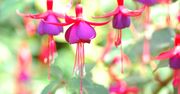 Fuchsia OS to system Google'a, który zastąpi w przyszłości Androida?
