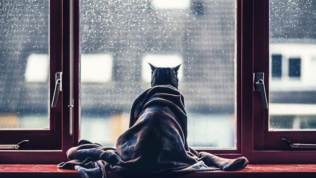 Fotografie kotów metodą na trudną przeszłość 1