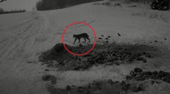 Pojawił się w polskim lesie. Złapała go fotopułapka