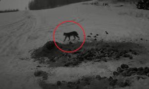 Pojawił się w polskim lesie. Złapała go fotopułapka