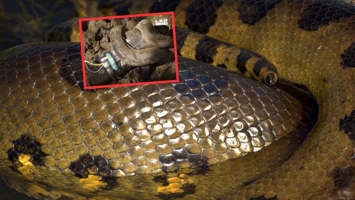 Szokujący eksperyment ekologa. Pozwolił się połknąć wężowi