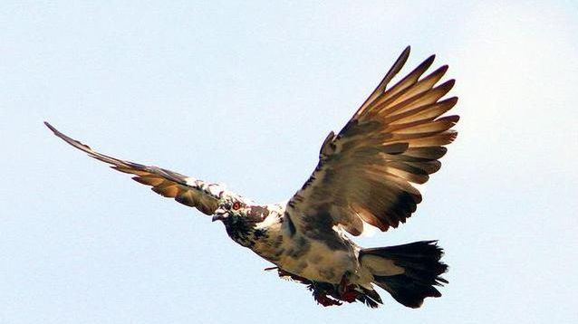 Kto by pomyślał - ptaki posługują się fizyką kwantową 1