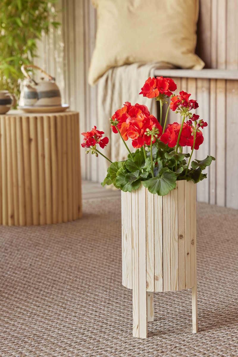 Pelargonie 4