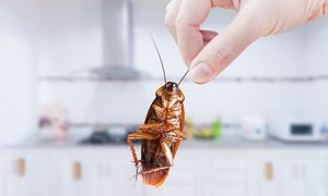 Ogrzewane budynki to dla nich raj. Jak pozbyć się prusaków?