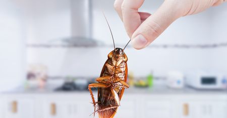 Ogrzewane budynki to dla nich raj. Jak pozbyć się prusaków?