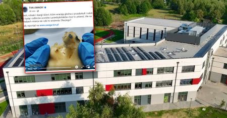 Skandal w Grodzisku Mazowieckim. Tak karmią dzieci w szkołach