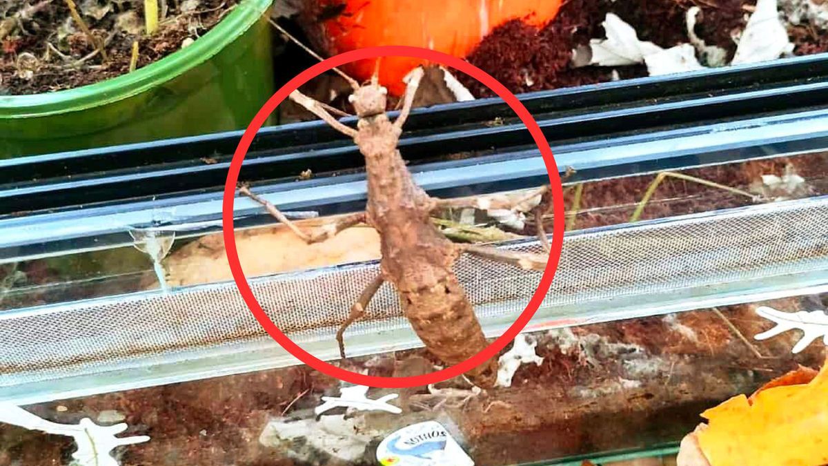 Odkrycie w lesie w Tychach