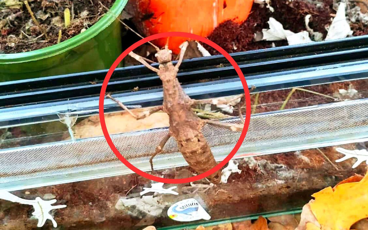 Odkrycie koło lasu. To miały być "dziwne" owady. Reakcja strażników