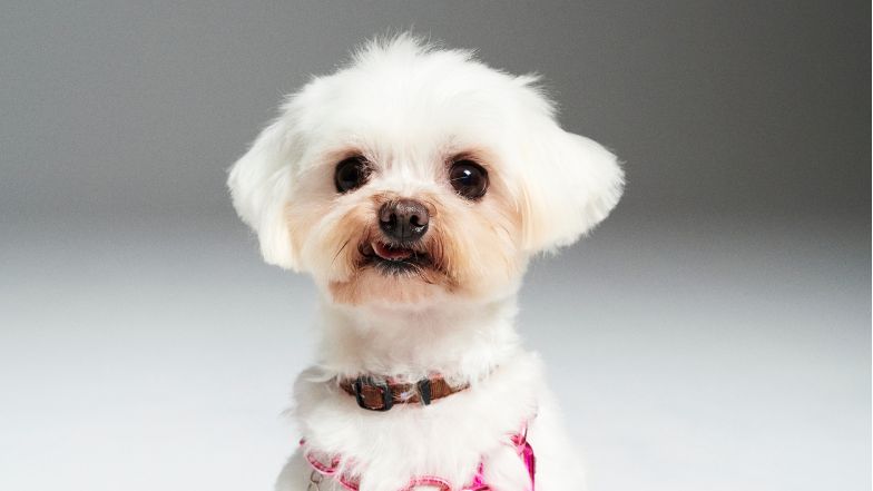 #AdoptujŚwiadomie! Poppy znalazła nowy dom!