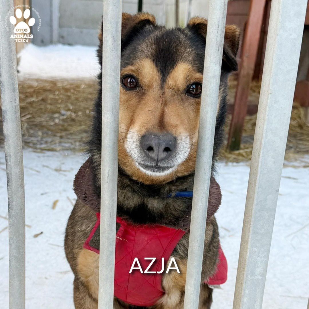 Azja szuka kochającego domu