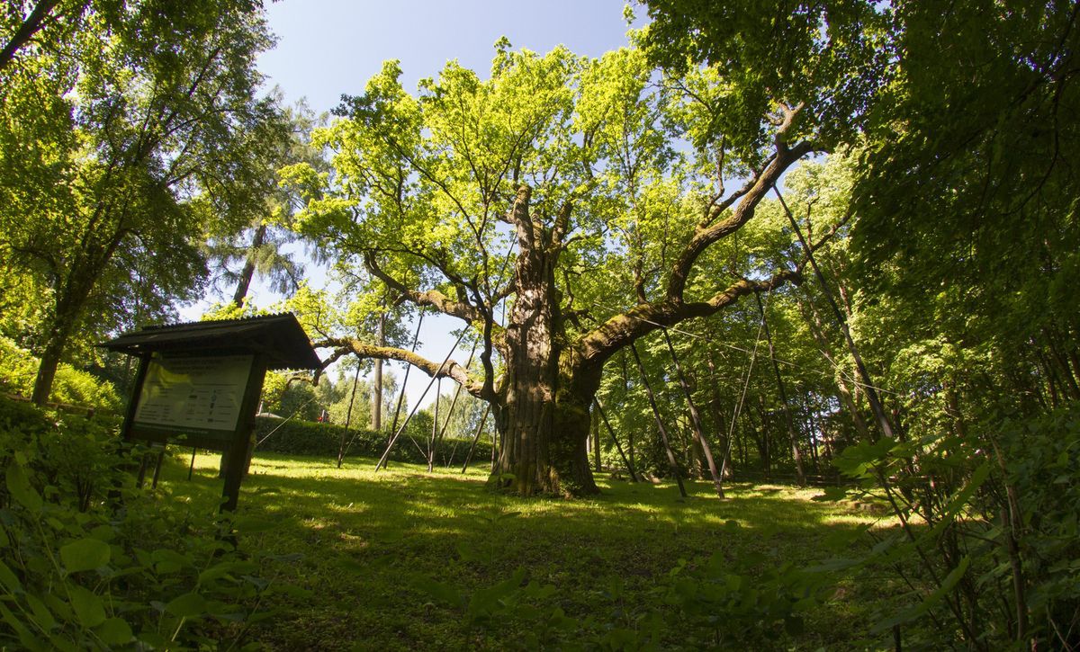 Pomnikowe drzewa w Polsce. Najstarszy dąb w Polsce ma 760 lat