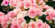 Begonia bulwiasta. Wielogatunkowy mieszaniec idealny na balkon