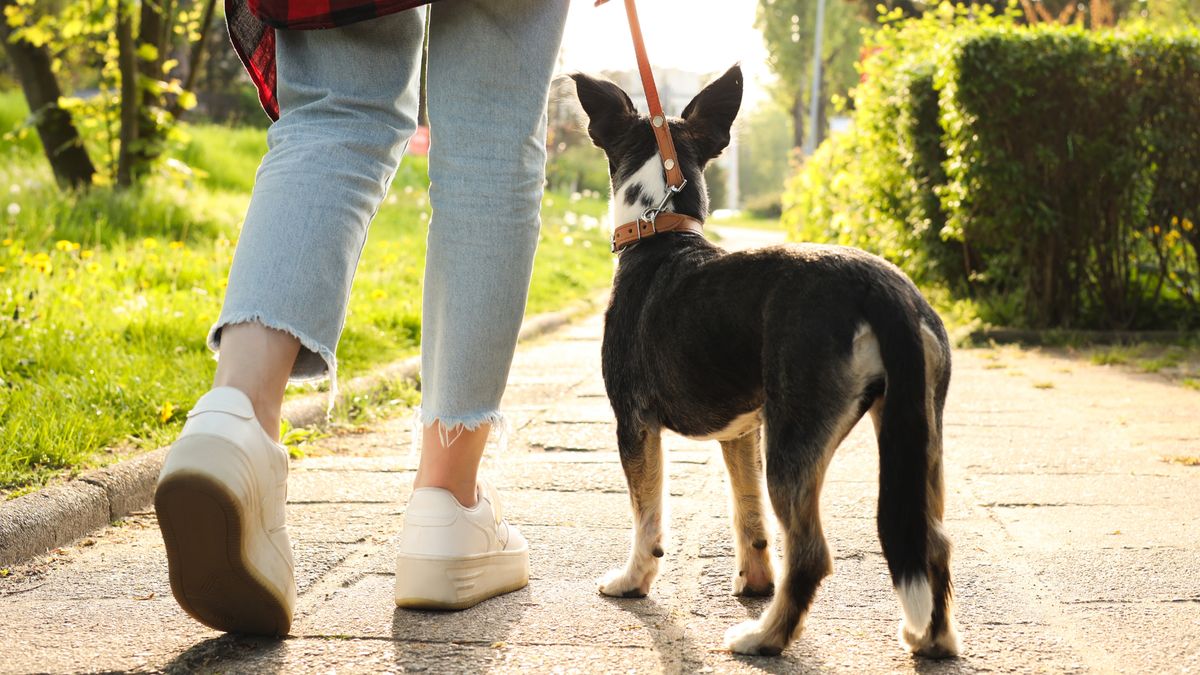 Kochasz psy? To jeszcze nie znaczy, że powinieneś go mieć
