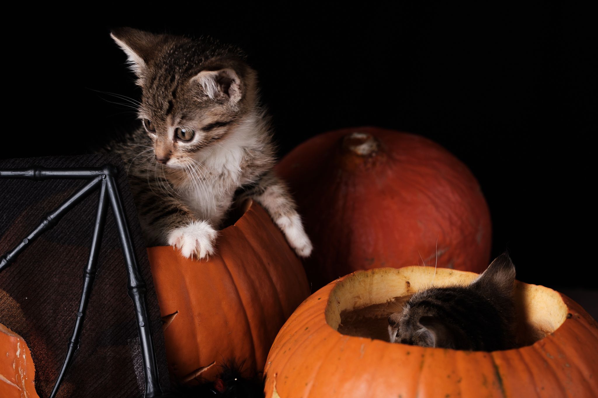 Halloween 2019: Zrobiłem sesję w schronisku, by pomóc w adopcji zwierząt 8
