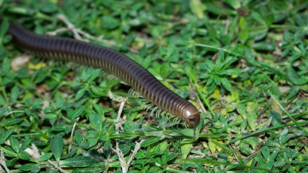 Krocionogi mogą wywoływać silne reakcje alergiczne