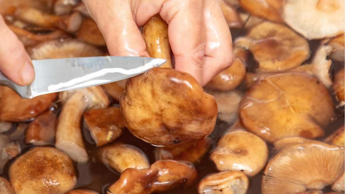 Czyszczenie grzybów jest żmudne, ale to ważny etap