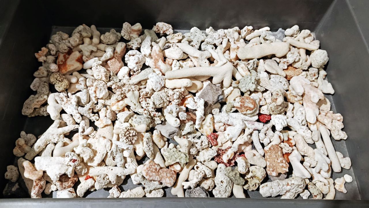 "Pamiątka" z Seszeli prawie 5 kg rafy koralowej. Podróżny z Lotniska Chopina zatrzymany przez KAS