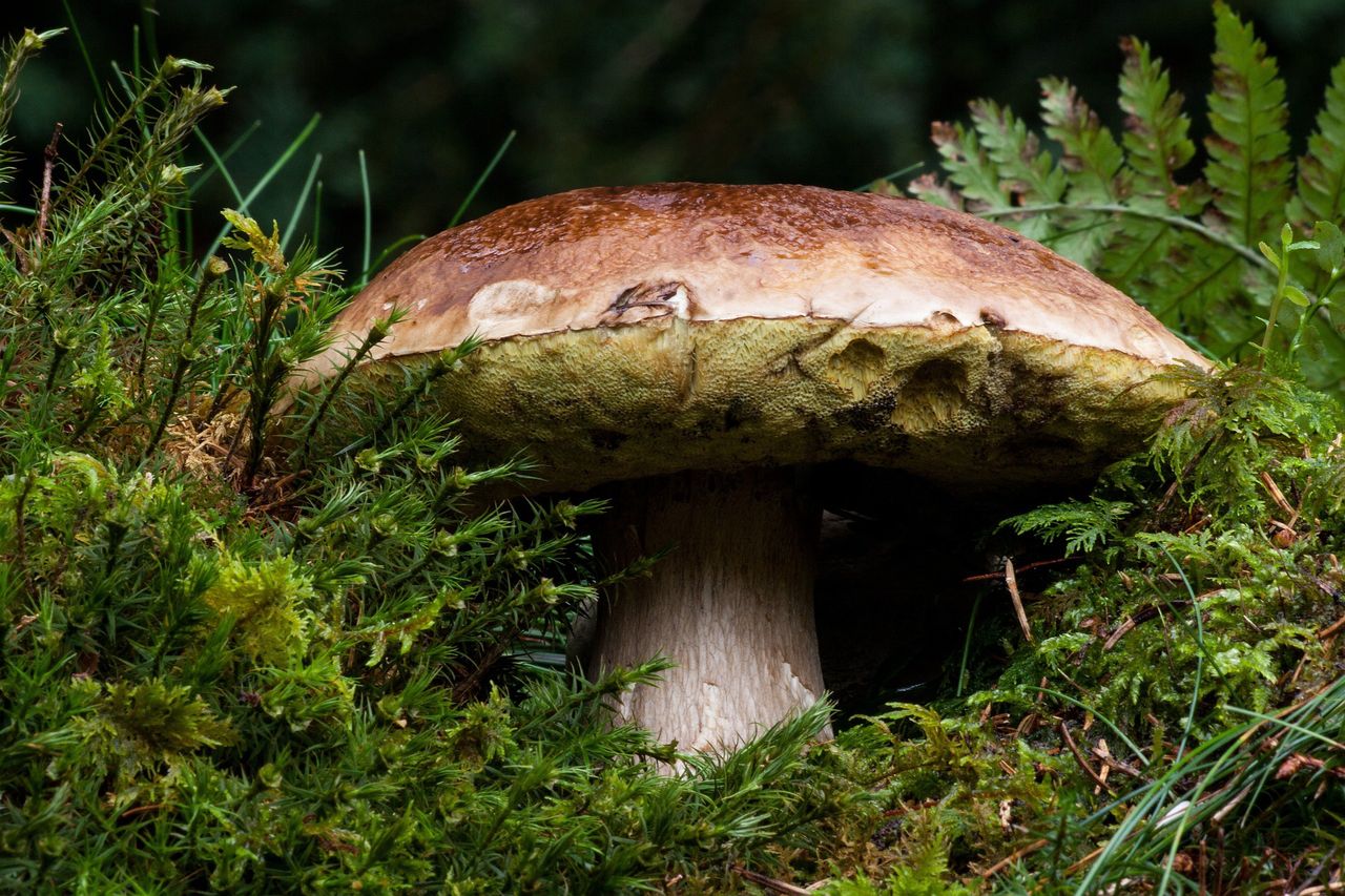 Duży grzyb w lesie