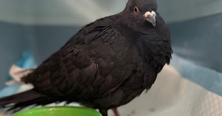 Gołąb, który zjednoczył Toruń. Mieszkańcy szukali sposobu, by uratować uwięzionego ptaka