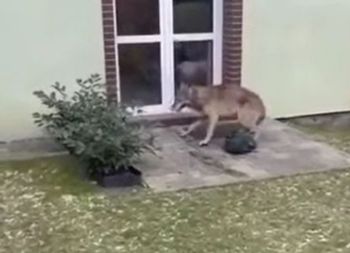 "Jest zgoda". Wiadomo, jak chcą się pozbyć wilków z Goleniowa