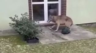 "Jest zgoda". Wiadomo, jak chcą się pozbyć wilków z Goleniowa