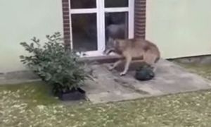 "Jest zgoda". Wiadomo, jak chcą się pozbyć wilków z Goleniowa