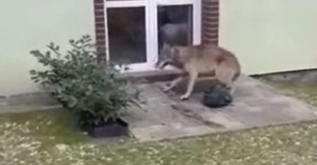 Jest zgoda. Wiadomo, jak chcą się pozbyć wilków z gminy Goleniów