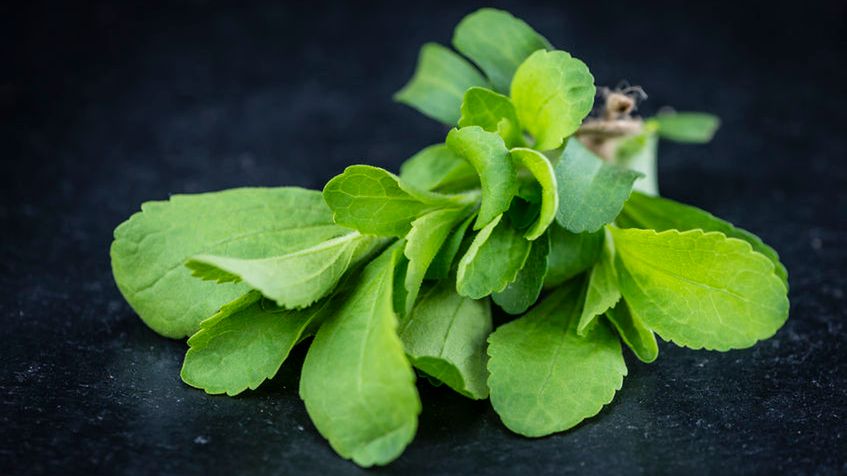 Stewia pomoże w rzuceniu palenia