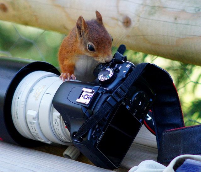 Gdzie kończy się fotografia hobbystyczna, a zaczyna profesjonalizm? 2