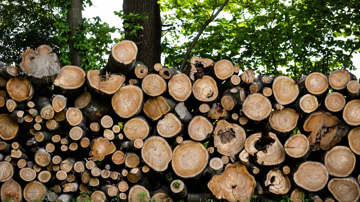 Ceny drewna poszybowały 