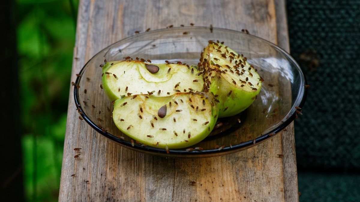 Domowe sposoby na muszki owocówki. Fot. AdobeStock