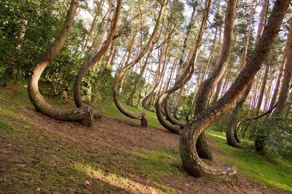 Zdjęcie polskiego Krzywego Lasu pochodzi z serwisu Shutterstock